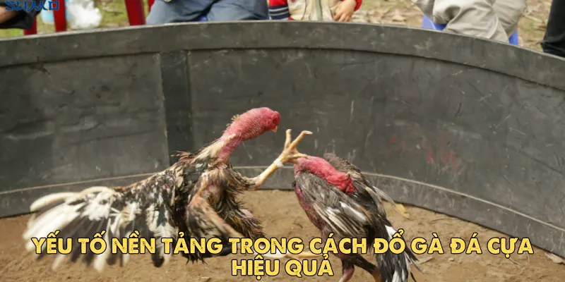 Yếu tố nền tảng trong cách đổ gà đá cựa hiệu quả